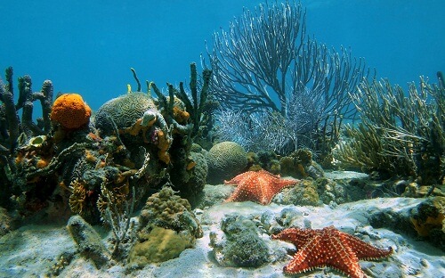 Подводный мир океана фото