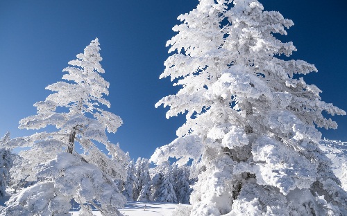 Зимние деревья фото