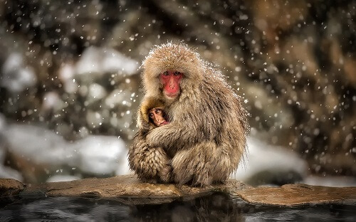 Фото обезьянок