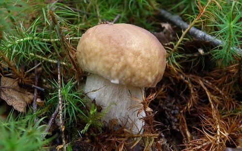 Белый гриб фото