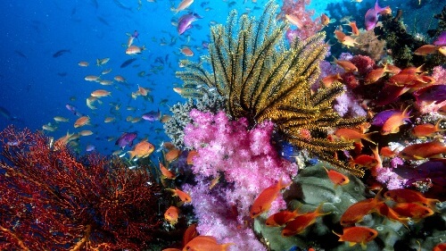 Коралловый риф картинка