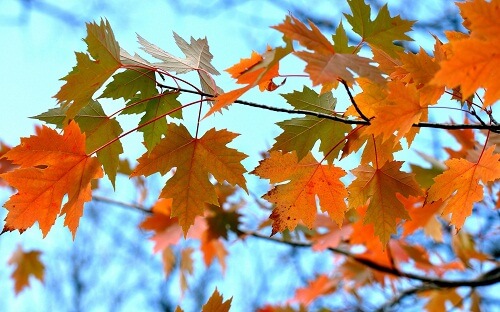 Листья клена фото