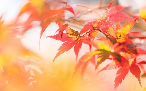 Осень фото