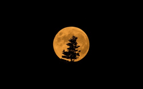 Дерево на фоне луны