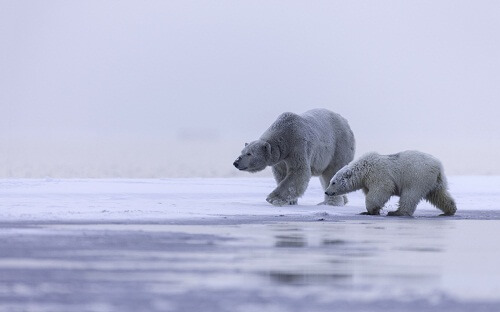Белые медведи Арктика