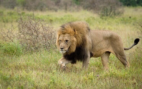 Фото льва