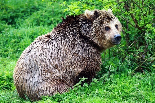 Фото медведя