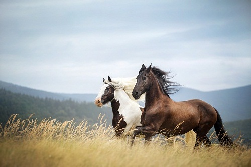 Лошади в поле